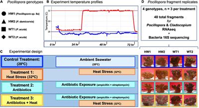 Antibiotics Alter Pocillopora Coral-Symbiodiniaceae-Bacteria Interactions and Cause Microbial Dysbiosis During Heat Stress